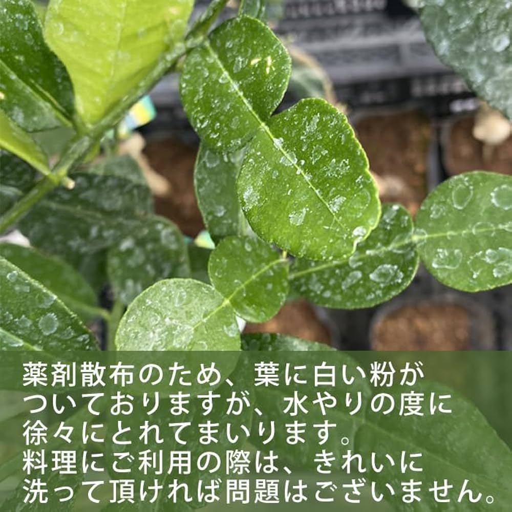 Amazon.co.jp: コブミカン 苗木 15cmポット 接木 柑橘 苗 自家
